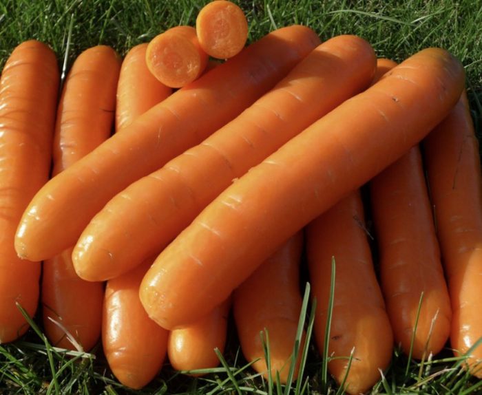Морковь Болеро f1-позднеспелый гибрид, рекомендации по выращиванию