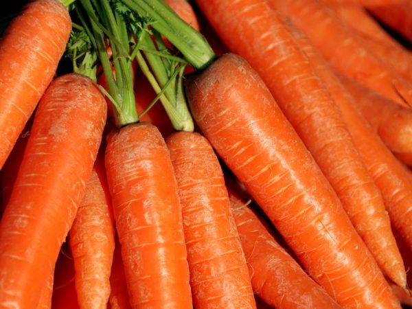 Сорт моркови Лосиноостровская 13 - все преимущества