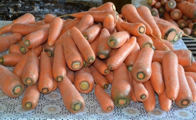 Сорт моркови Лосиноостровская 13 - все преимущества