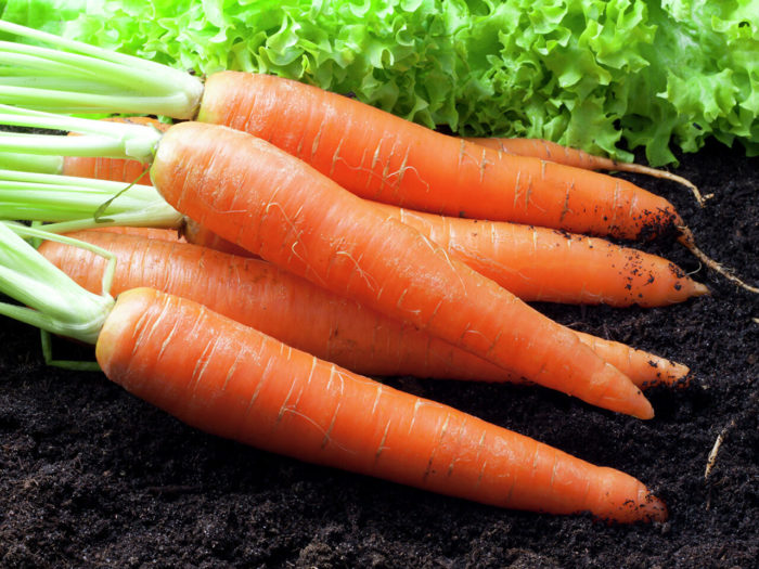 Пищевая ценность моркови и ее химический состав