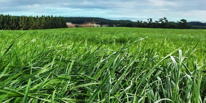 технология выращивания пастбищных трав